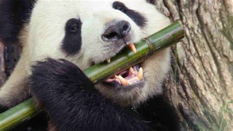 How Did Pandas Become Vegetarian 6 Million Year Old Mystery Finally
