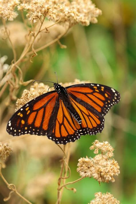 A Monarch Butterfly Perched On A Plant Stock Image Image Of Flower