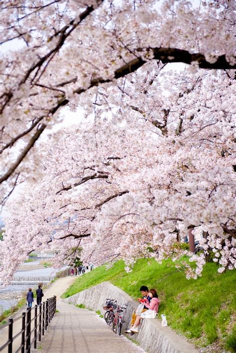 All About Womens Things Thee Best Places To View Cherry Blossoms In Japan