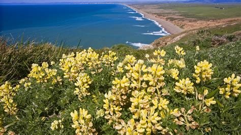 Wallpaper Lupines Flowers Nature Water Beach Grass Herbs