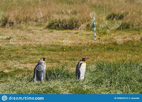 Aptenodytes Patagonicus Pingüinos Reales Negros Y Blancos Que Viven En