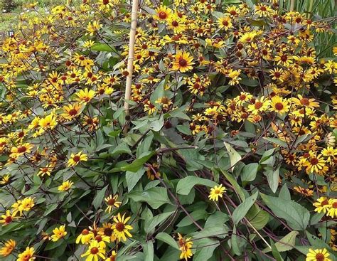 Plantfiles Pictures Heliopsis False Sunflower Orange Sunflower Ox