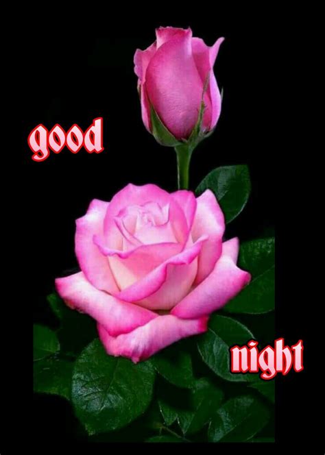 These good night flowers images can be sent to friends or love partner. Sign in | Beautiful rose flowers, Rose buds, Beautiful roses