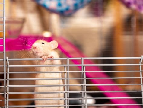 Pet Rats Tumors In Rats