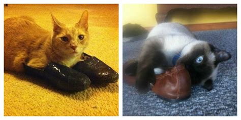 12 Cats That Prove Shoes Is Another Weird Obsession Of Theirs Catlov