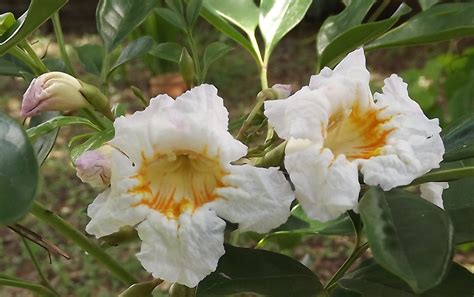 Anyas Garden Perfumes Summerscent A Thai Jasmine Tree Is A New