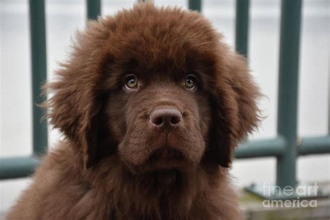 Beautiful Brown Newfie Puppy Dog Looking Very Sweet Photograph By