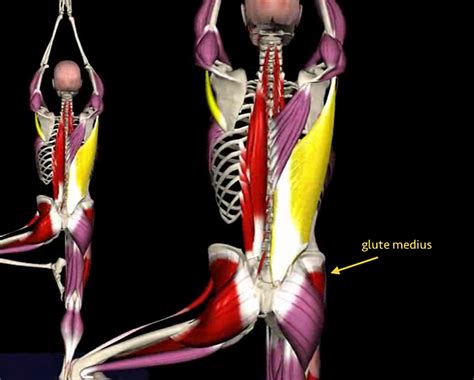The Importance Of The Glute Medius