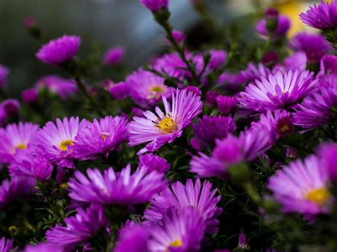 Garden Plants Blossoming On Purple Aster Flowers Summer 4k Ultra Hd