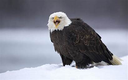 Eagle Bald Wallpapers Desktop Alaska