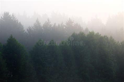 Fog In Dense Coniferous Forest Stock Image Image Of Travel Mist