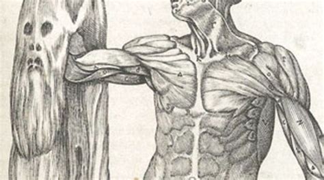 Anatomy Lessons Through The Ages Scientific American