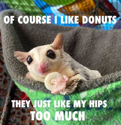 30 Funny Animal Captioned Pictures Fit For Friends To Share With