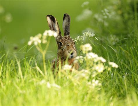 Brown Hare In Meadow Flowers Suffolk Evening Lepus Europaeus Mike Rae