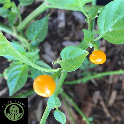 Aji Charapita Pepper Seeds Tyler Farms