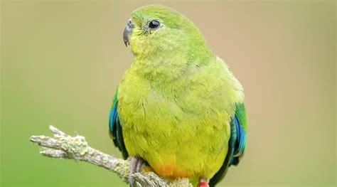Orange Bellied Parrot Birdlife Australia