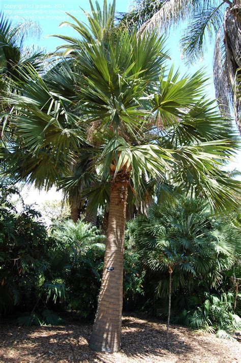 Plantfiles Pictures Sabal Species Mexican Palm Rio Grande Palmetto