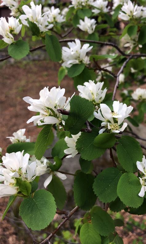 What Is The Optimal Temperature For Utah Serviceberry Range Effects