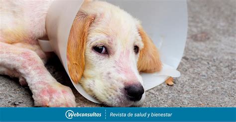 Tratamiento Y Cuidados Del Perro Con Sarna Y Cómo Prevenirla