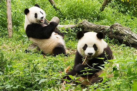 What Do Giant Pandas Eat Worldatlas