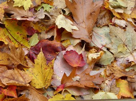 Pile Of Autumn Leaves Free Stock Photo Public Domain Pictures