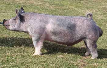 12417 w 875 n albany, in 47320; Bakker Bros. Genetics | Sires