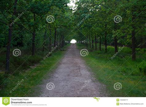 Long Forest Road Leads You To The Unknown Stock Image Image Of Road