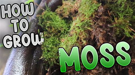 How To Keep Moss Alive Youtube