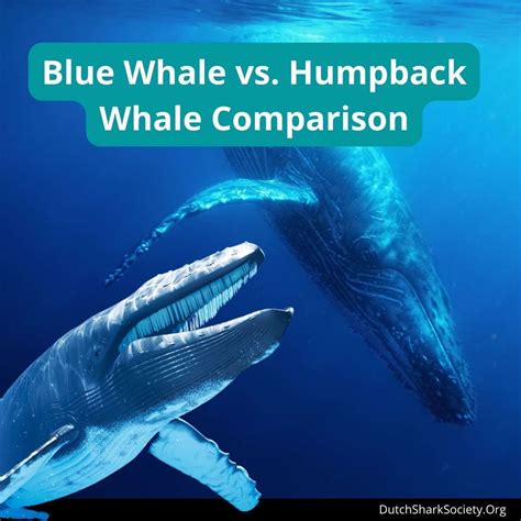 Blue Whale Vs Humpback Whale Comparison Dutch Shark Society