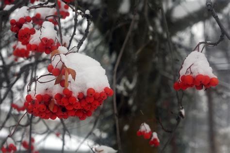 Berries In The Snow Wallpapers High Quality Download Free
