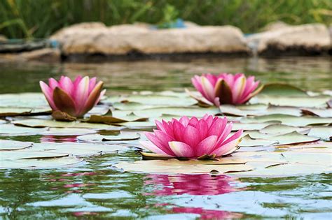 Royalty Free Photo Lotus Flowers On Lily Pads On Body Of Water Pickpik