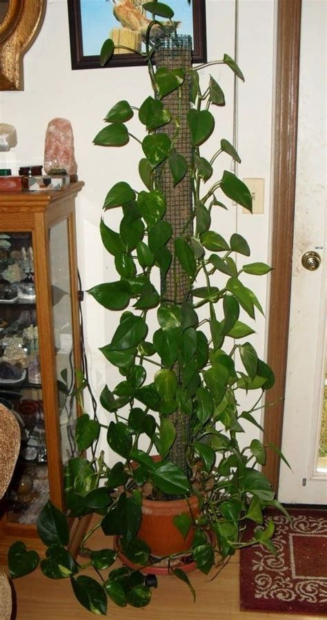 African violets, grasses, miniature scenes, herbs, ferns, orchids, succulents, cacti, and more! Image result for ladder climbing epiphytic plant support ...