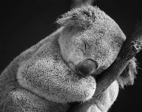 Koala Sleepy Leaf Eater Animal Pictures And Facts