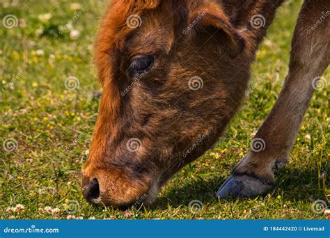 Detail Of A Grazing Cow In The Samegrelo Region Georgia Stock Photo