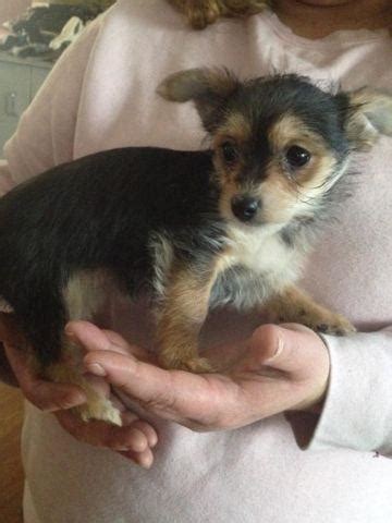 Chihuahua mix puppies for sale in michigan. Cute chorkie puppies 9 wks (chihuahua ,yorkie) for Sale in ...