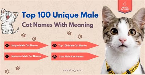 Top Unique Male Cat Names With Meaning Drlogy Cat Names