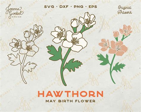 Hawthorn Svg May Birth Flower Svg Birth Month Flower Etsy New Zealand