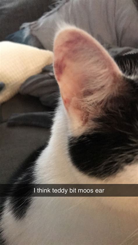 It Looks Like My Cats Ears Are Bruised He Will Let Me Touch Them It