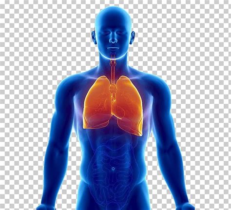 Lung Human Body Organ Respiratory System Heart Png Clipart Abdomen