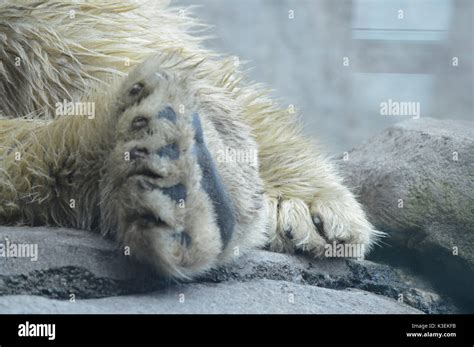 Polar Bear Paw Stock Photo Alamy