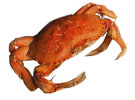Crab Png Transparent Images Png All