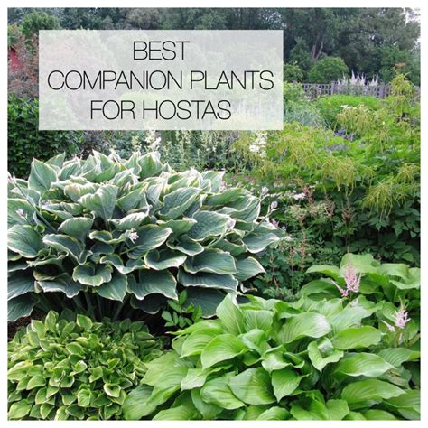 12 Best Companion Plants For Hostas Longfield Gardens Shade Loving