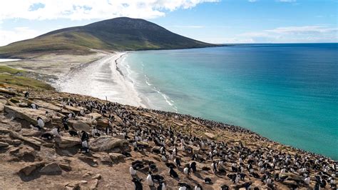 Reasons To Visit The Falkland Islands As Part Of A South America