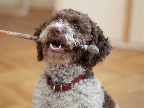 The Dog Breeds That Live The Longest Business Insider