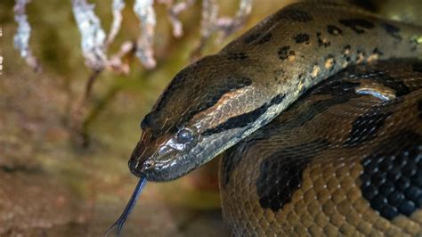 Green Anaconda Eyes