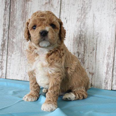 Maybe you would like to learn more about one of these? Cain - Cavapoo pup for sale near Shipshewana, Indiana in ...