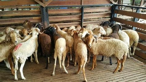 Kambing #pecintabinatang #suarakabing kumpulan suara kambing | sheep sound kambing tajuk : kambinggolekbestfarm: Kambing BIRI-BIRI lembu