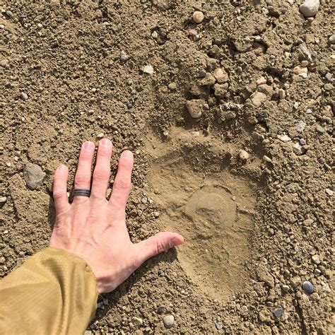 grizzly bear tracking montana fwp