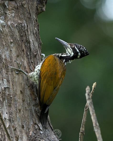 Greater Flameback Woodpecker By Indrajeet Singh Photo 175177935