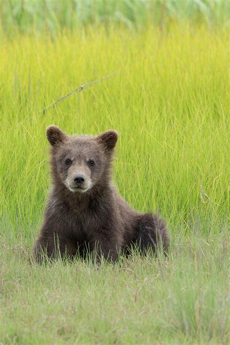 Usa Alaska Grizzly Bear Cub Sits Photograph By Brenda Tharp Fine Art